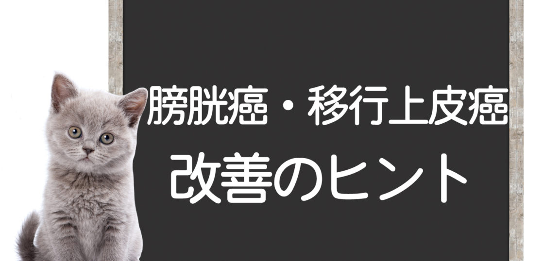 猫の膀胱癌、移行上皮癌の改善方法