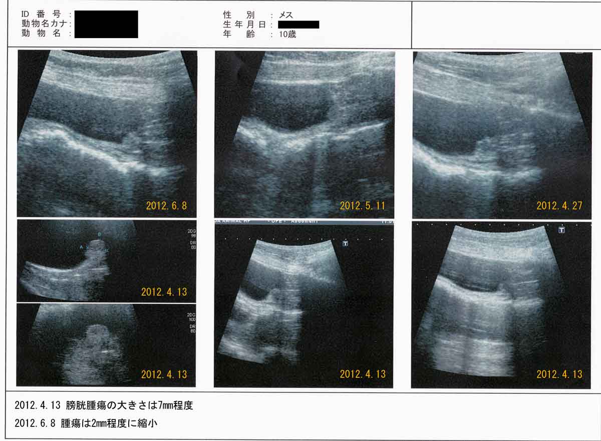 Trường hợp khối u thu nhỏ lại sau khi tiêm Cordy vào ung thư bàng quang của chó (ung thư biểu mô chuyển tiếp)イメージ