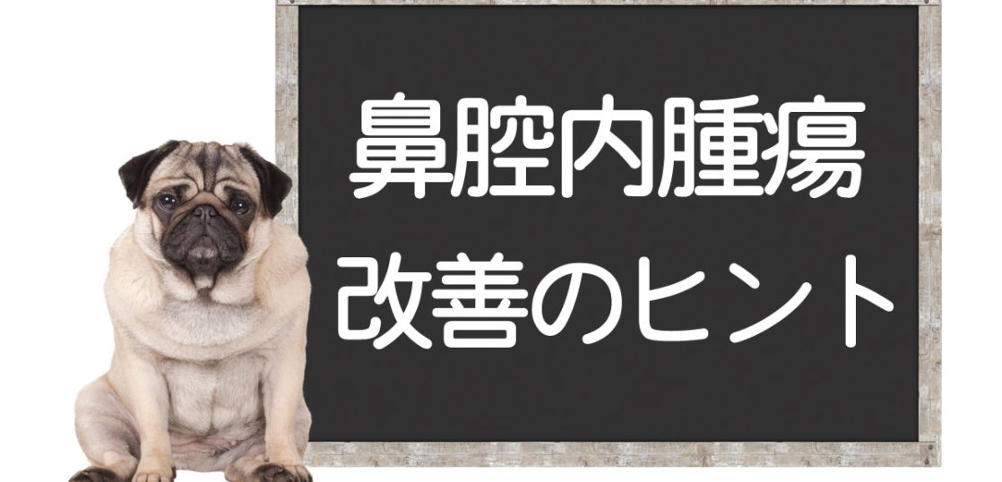 犬の鼻腔内腫瘍の改善方法