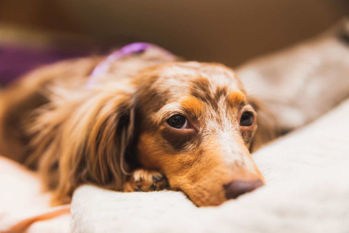 Ví dụ sử dụng Kordi cho u lympho mạc treo ruột ở chó (Miniature Dachshund)イメージ