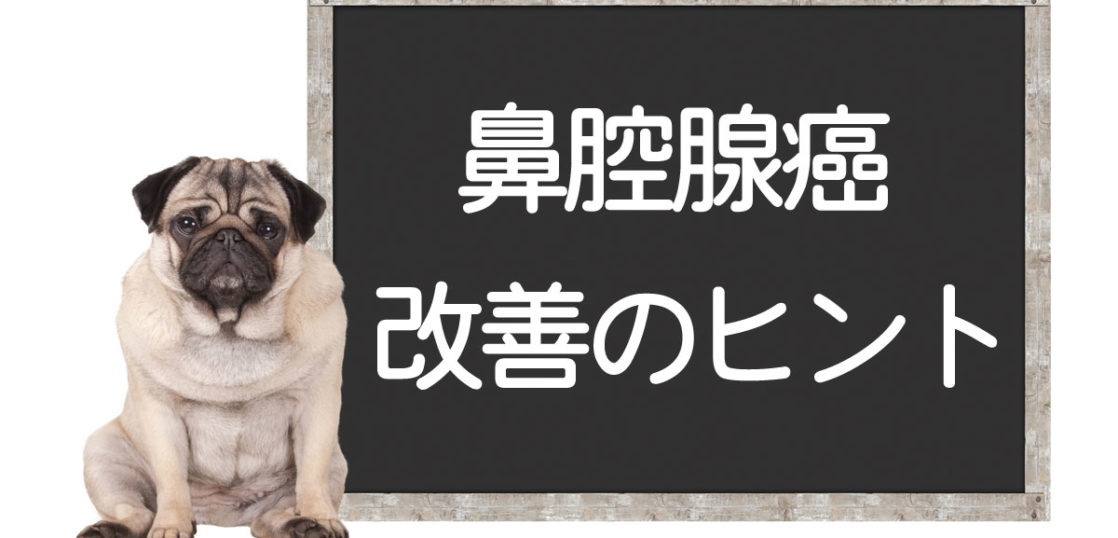 犬の鼻腔腺癌の改善方法