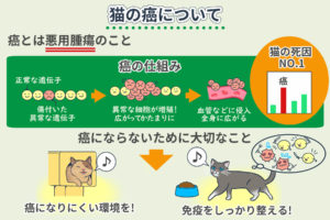 猫の癌について