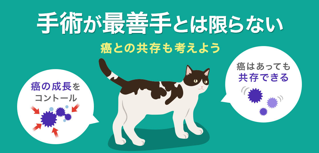 猫の癌の克服方法